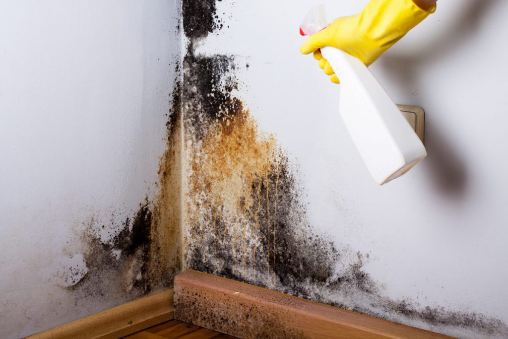 mold remediation in USA